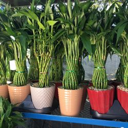 Lucky Bamboo In Ceramic Pot. SPECIAL PRICE !🤩