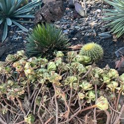 Free Succulents