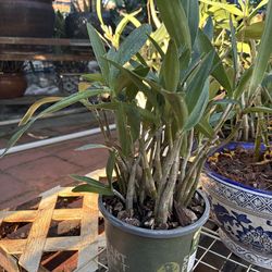 Dendrobium kingianum Orchid