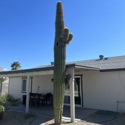 Saguaro Cactus