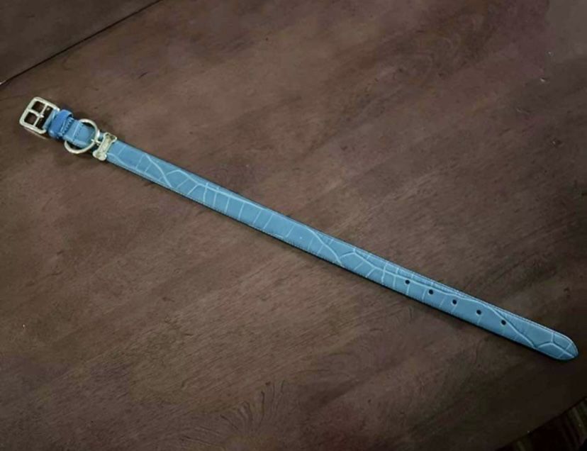(COACH) Turquoise Blue Dog Collar (NEW)