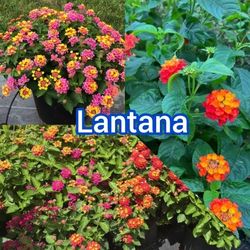 Lantana  Plant  🪴 in  1gal Flores de Lantana 