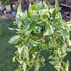 Pothos Patricio Plant $35