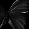 Wingstothewind