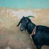 The Goat Store