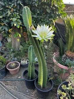 Peruvian Apple cactus
