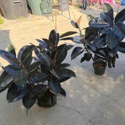8” burgundy rubber plant pride for each 