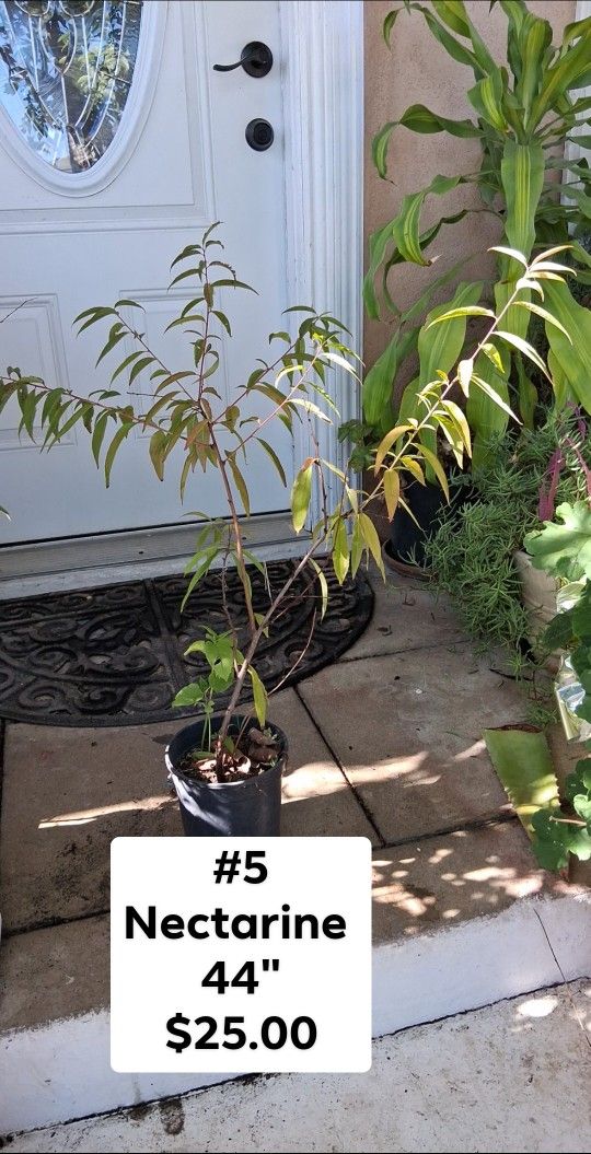 Nectarine