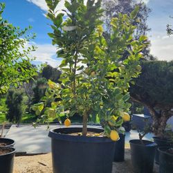 $195 Pink Lemonade Lemon (Variegated) Semi-Dwarf 🍋 