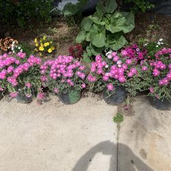 Ice Plants 5 Gallon Pink And Purple 15$ Each