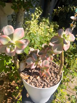 $60 ‘Purple Delight’ Imported Korean Succulents
