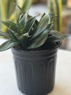 Sansevieria Snake birds nest