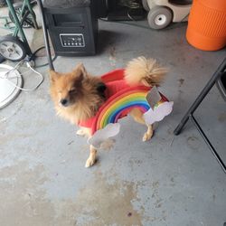 Read Entire Post 📯📯 Halloween 🎃 Dog Costume 