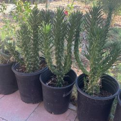 Eve Needle Cactus