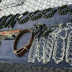 Dog Collars 