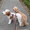 HAZEL and BlSCUIT 