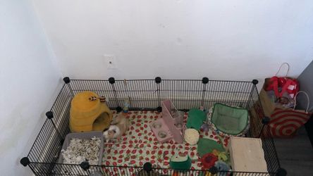 Guinea pig