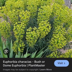 Euphorbia Bushes 