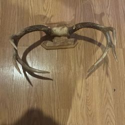 Decorative Deer Antlers 16” Wide