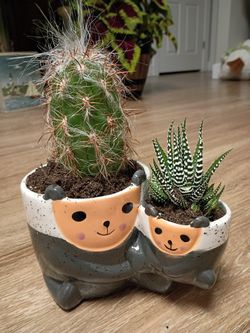 Double Bear Cactus, Succulent Dopeness