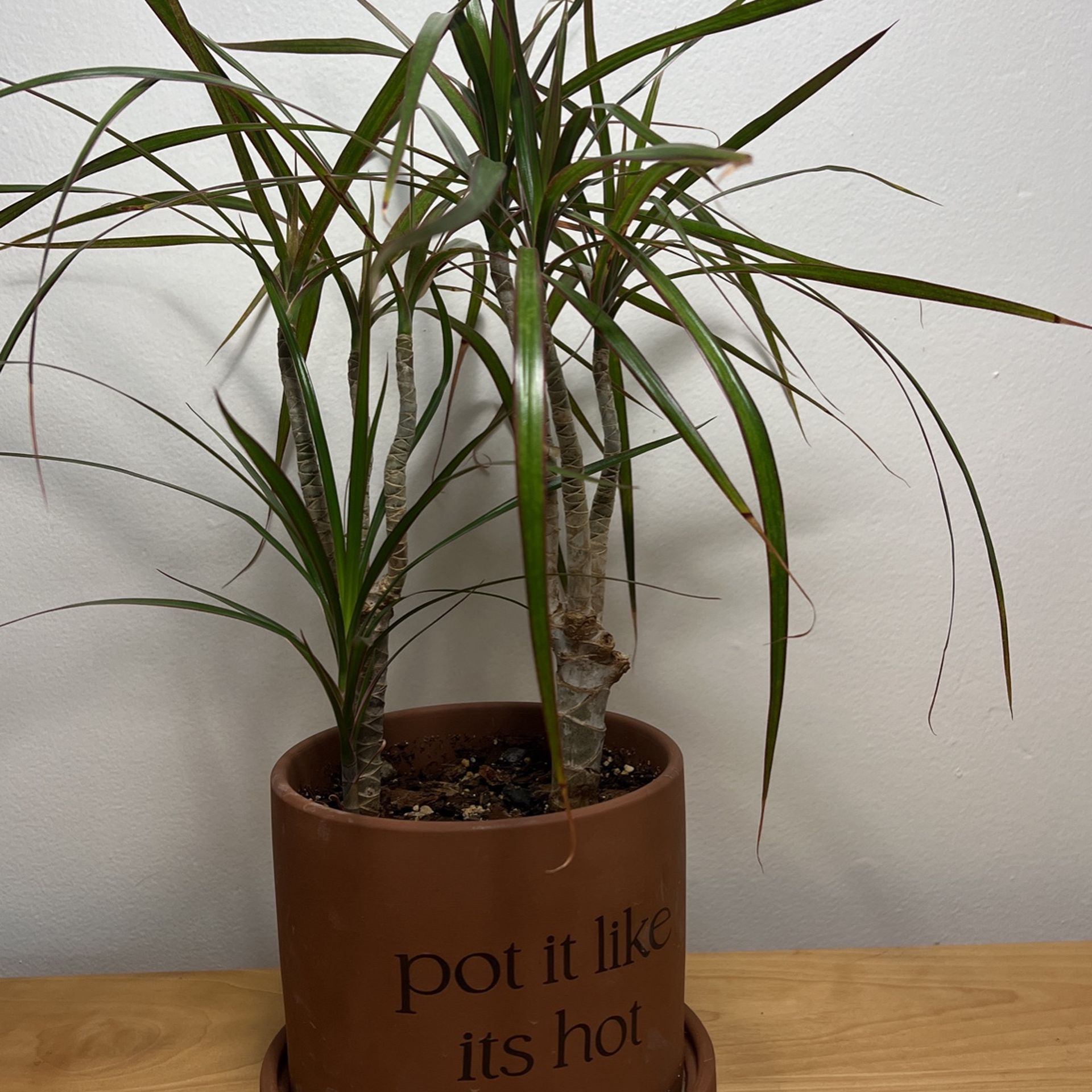 Healthy Dragon Tree Plant (dracena Marginata) W/ Stylish Pot