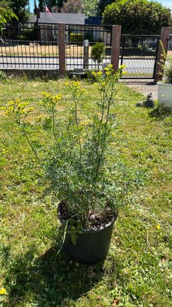 Plants de Ruda
