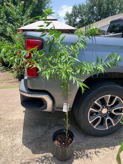 Texas Mission Almond Tree