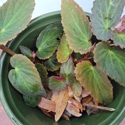 Begonia Thelmae Plant