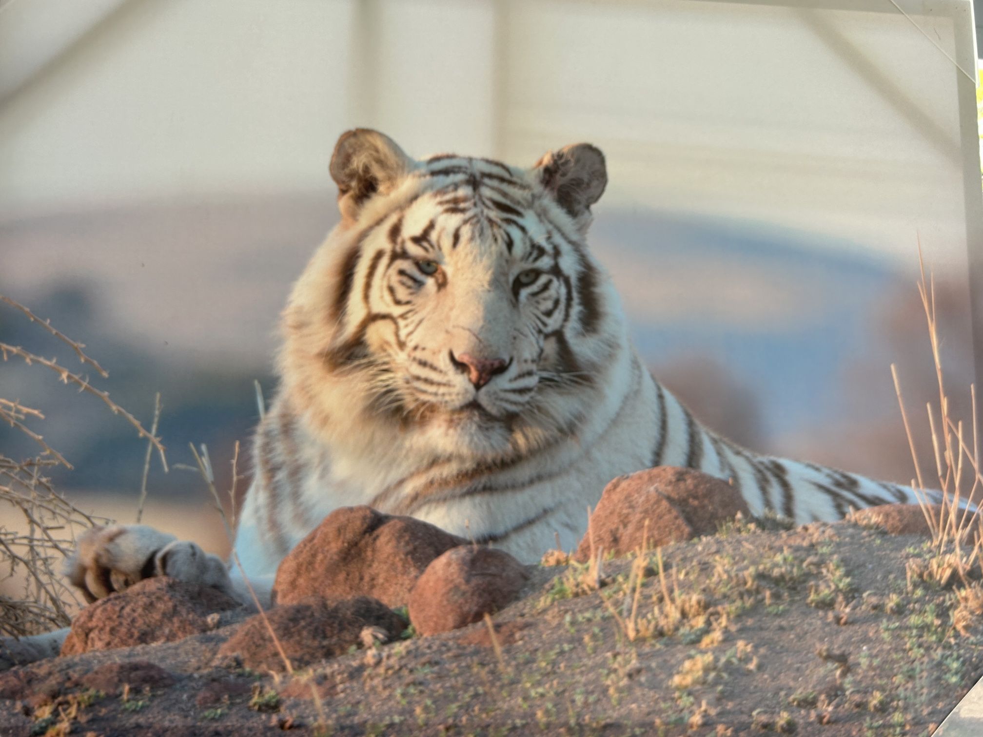 Canvas Picture Of A Beautiful Tiger