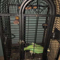 Cage And Bird