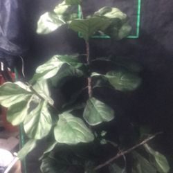Planta Artificial 60 Pugadas
