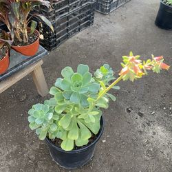 Big Succulent 3 Gallons Pot 