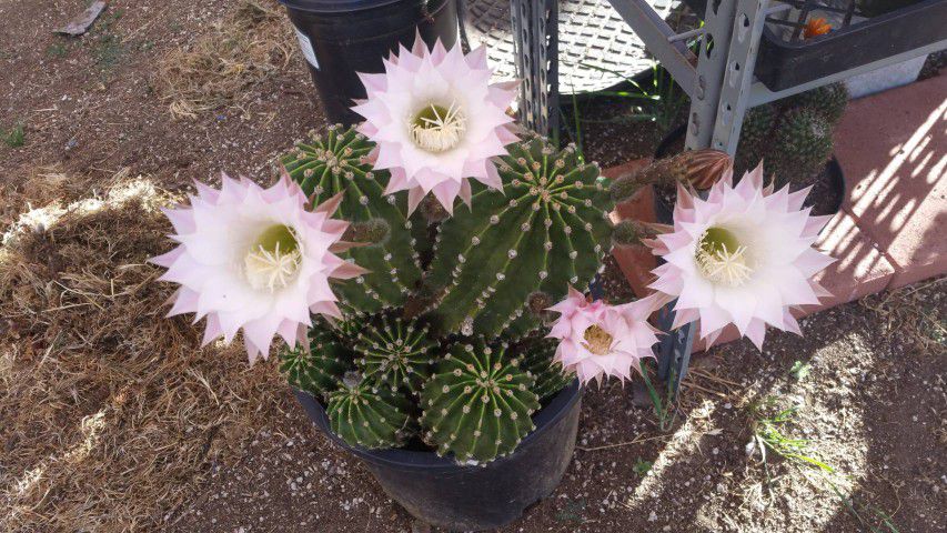 Beautiful Cactus Plant