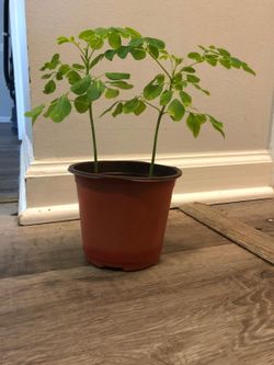 Moringa seedlings (India Strain)