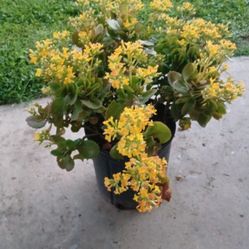 Beautiful Kalanchoe plants succulent 