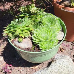 Succulent Planters 