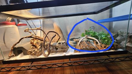 Bearded Dragon "Toys"