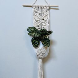 Macrame Plant Hanger