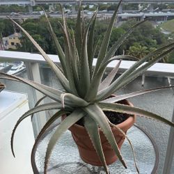 Huge Aloe Vera Plant With Pot
