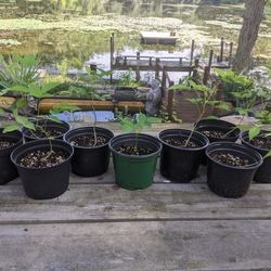 Japanese Wisteria Sprouts