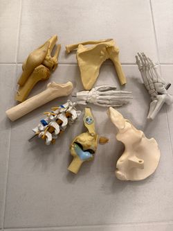 Halloween Bones