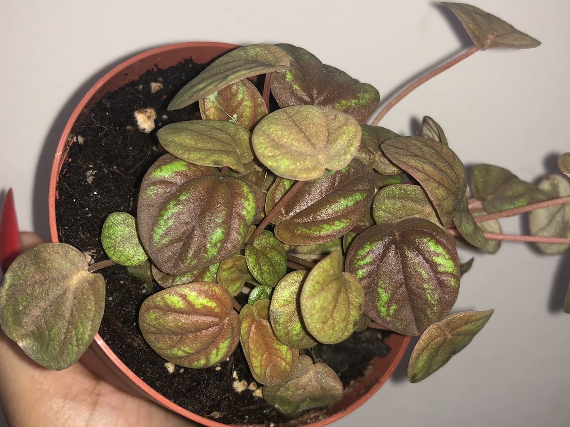 Peperomia Peppermill