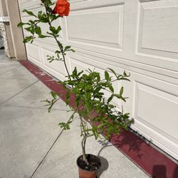 Healthy Red Ruby Pomegranate Fruit Tree Plant 