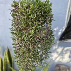 Succulents Con Colgadera De Macrame $30 Each