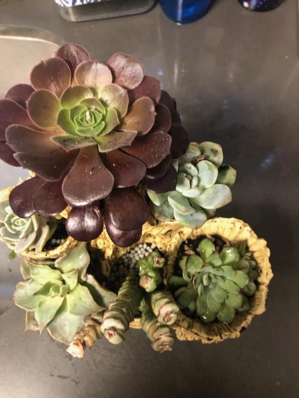 Fairy Garden Cactus.