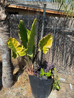Planta oreja de elefante