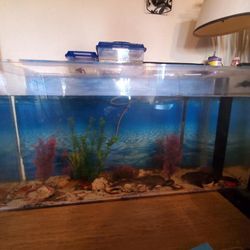 80 Gallon Fish Tank 