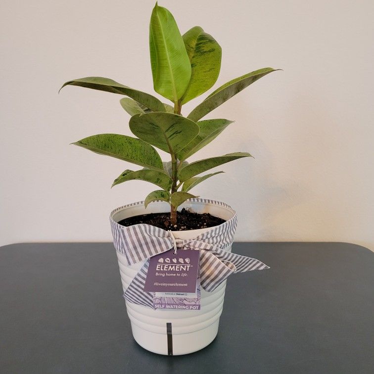 Live Plant in Self Watering Pot