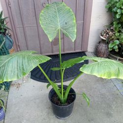 planta oreja de elefante $25