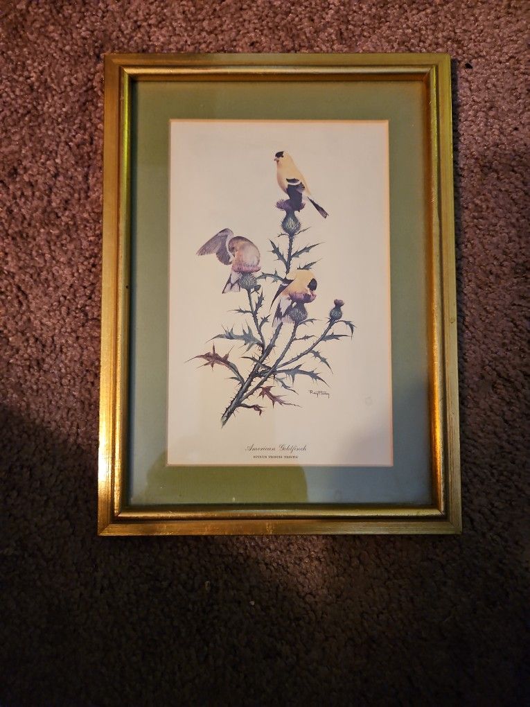 American Goldfinch
